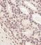 Ring Finger Protein 2 antibody, NBP1-49966, Novus Biologicals, Immunohistochemistry paraffin image 