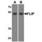 CASP8 And FADD Like Apoptosis Regulator antibody, TA305962, Origene, Western Blot image 