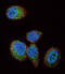 HRas Proto-Oncogene, GTPase antibody, 63-189, ProSci, Immunofluorescence image 