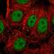 MHC class II regulatory factor RFX1 antibody, HPA048722, Atlas Antibodies, Immunofluorescence image 
