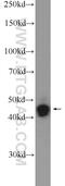 Zinc Finger Protein 124 antibody, 25216-1-AP, Proteintech Group, Western Blot image 