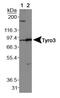 TYRO3 Protein Tyrosine Kinase antibody, PA5-22999, Invitrogen Antibodies, Western Blot image 