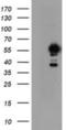 Non-POU Domain Containing Octamer Binding antibody, NBP2-02060, Novus Biologicals, Western Blot image 