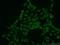 Spindlin-1 antibody, 12105-1-AP, Proteintech Group, Immunofluorescence image 
