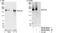 Shugoshin-like 2 antibody, NB100-60455, Novus Biologicals, Western Blot image 