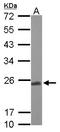 Cytochrome b-c1 complex subunit Rieske, mitochondrial antibody, LS-C185466, Lifespan Biosciences, Western Blot image 