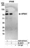 Amyloid Beta Precursor Protein Binding Family A Member 3 antibody, A305-627A-M, Bethyl Labs, Immunoprecipitation image 