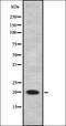 Albumin antibody, orb334963, Biorbyt, Western Blot image 