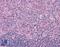 Elongator Acetyltransferase Complex Subunit 3 antibody, LS-B4860, Lifespan Biosciences, Immunohistochemistry frozen image 