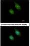Calcium/Calmodulin Dependent Protein Kinase ID antibody, PA5-21839, Invitrogen Antibodies, Immunofluorescence image 