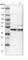 SH3 Domain Containing GRB2 Like, Endophilin B1 antibody, HPA015608, Atlas Antibodies, Western Blot image 