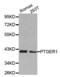 Prostaglandin E Receptor 1 antibody, PA5-76888, Invitrogen Antibodies, Western Blot image 