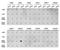 Histone Cluster 3 H3 antibody, orb167162, Biorbyt, Dot Blot image 