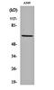 Nectin Cell Adhesion Molecule 3 antibody, orb161940, Biorbyt, Western Blot image 