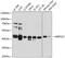 Mitochondrial Ribosomal Protein S27 antibody, GTX64786, GeneTex, Western Blot image 