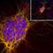 Doublecortin antibody, NBP1-92684, Novus Biologicals, Immunofluorescence image 