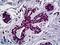 Engrailed Homeobox 1 antibody, LS-B5401, Lifespan Biosciences, Immunohistochemistry paraffin image 