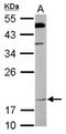 Fas apoptotic inhibitory molecule 1 antibody, NBP1-32987, Novus Biologicals, Western Blot image 
