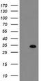 RNA Binding Protein, MRNA Processing Factor antibody, TA800215S, Origene, Western Blot image 