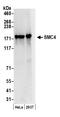 Structural maintenance of chromosomes protein 4 antibody, A300-063A, Bethyl Labs, Western Blot image 