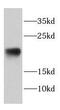 DAN Domain BMP Antagonist Family Member 5 antibody, FNab02234, FineTest, Western Blot image 