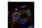 Heat Shock Protein Family D (Hsp60) Member 1 antibody, 12165S, Cell Signaling Technology, Immunofluorescence image 