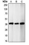 Cyclin-dependent kinase 5 activator 2 antibody, orb214845, Biorbyt, Western Blot image 