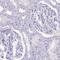 Collectin-12 antibody, HPA047917, Atlas Antibodies, Immunohistochemistry paraffin image 