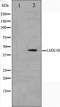 LIM homeobox transcription factor 1-beta antibody, orb224417, Biorbyt, Western Blot image 