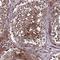 Protein WWC2 antibody, HPA044005, Atlas Antibodies, Immunohistochemistry frozen image 
