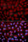 Butyrylcholinesterase antibody, A1460, ABclonal Technology, Immunofluorescence image 