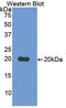 TNF Superfamily Member 8 antibody, LS-C293348, Lifespan Biosciences, Western Blot image 