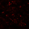 Zinc transporter ZIP10 antibody, 6099, ProSci Inc, Immunofluorescence image 