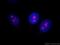 UTP14A Small Subunit Processome Component antibody, 11474-1-AP, Proteintech Group, Immunofluorescence image 