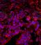 PACAP27 antibody, orb11221, Biorbyt, Immunofluorescence image 