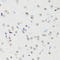 Histone Cluster 4 H4 antibody, LS-C750204, Lifespan Biosciences, Immunohistochemistry frozen image 