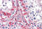 Discoidin Domain Receptor Tyrosine Kinase 1 antibody, MBS246492, MyBioSource, Immunohistochemistry frozen image 