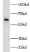 G Protein-Coupled Receptor 183 antibody, FNab03602, FineTest, Western Blot image 