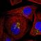 Golgi Reassembly Stacking Protein 2 antibody, HPA035275, Atlas Antibodies, Immunofluorescence image 