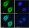 Caspase 3 antibody, LS-C154780, Lifespan Biosciences, Immunofluorescence image 