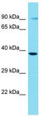 G Protein-Coupled Receptor 4 antibody, TA337760, Origene, Western Blot image 