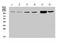 DExD/H-Box Helicase 58 antibody, A00244-2, Boster Biological Technology, Western Blot image 