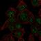 HGb antibody, HPA017757, Atlas Antibodies, Immunofluorescence image 
