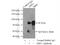 Heat shock factor protein 1 antibody, 51034-1-AP, Proteintech Group, Immunoprecipitation image 