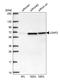 U2 Small Nuclear RNA Auxiliary Factor 2 antibody, HPA043562, Atlas Antibodies, Western Blot image 