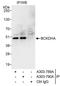 Branched Chain Keto Acid Dehydrogenase E1 Subunit Alpha antibody, A303-789A, Bethyl Labs, Immunoprecipitation image 