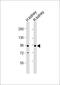 PDS antibody, MBS9215961, MyBioSource, Western Blot image 