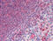 Glutathione Peroxidase 1 antibody, 51-079, ProSci, Enzyme Linked Immunosorbent Assay image 