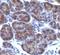 Golgi Glycoprotein 1 antibody, orb385845, Biorbyt, Immunohistochemistry paraffin image 