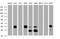 Palmitoyl-Protein Thioesterase 1 antibody, MA5-26471, Invitrogen Antibodies, Western Blot image 